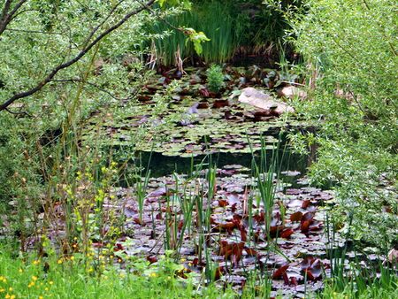 Blick ins Südgartenbiotop - Sommer