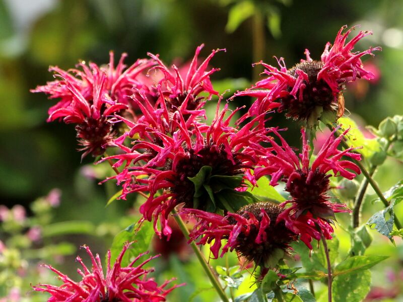 Datei:SG Indianernesselblüten Morgen.JPG