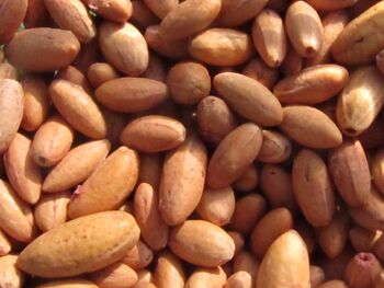 Kernspucken: die "Munition"