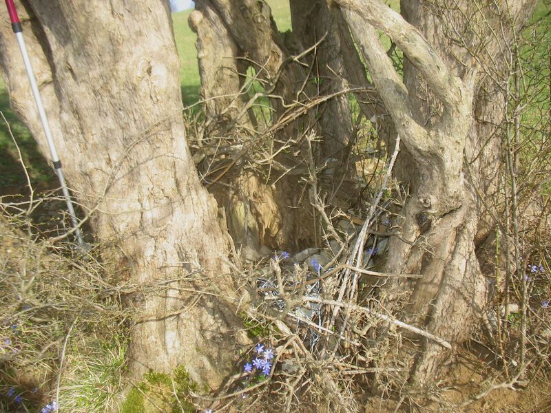 Datei:Dreifaltigkeitsdirndl Stamm.jpg