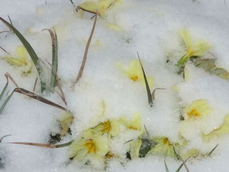 Frühlingsboten mit Schnee- Eisenstein