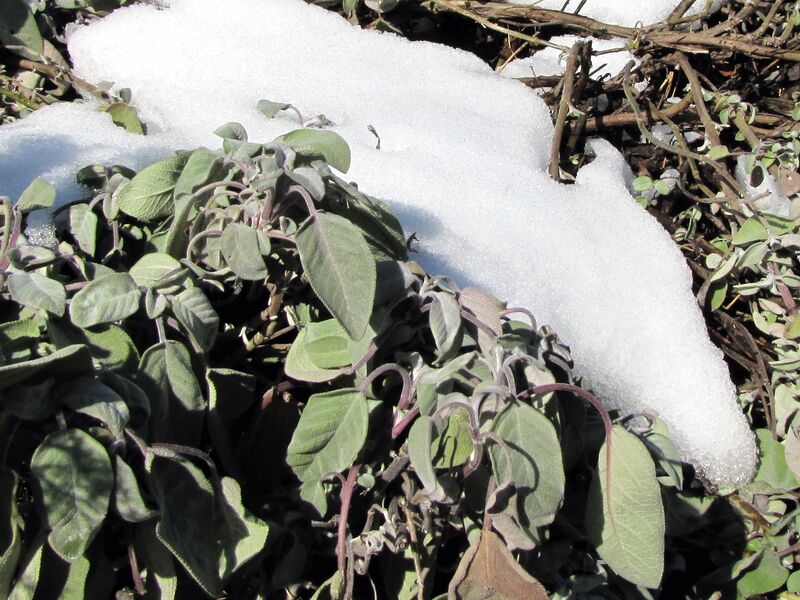 Datei:SG Salbei Schnee.jpg