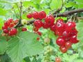 Rote Ribisel
