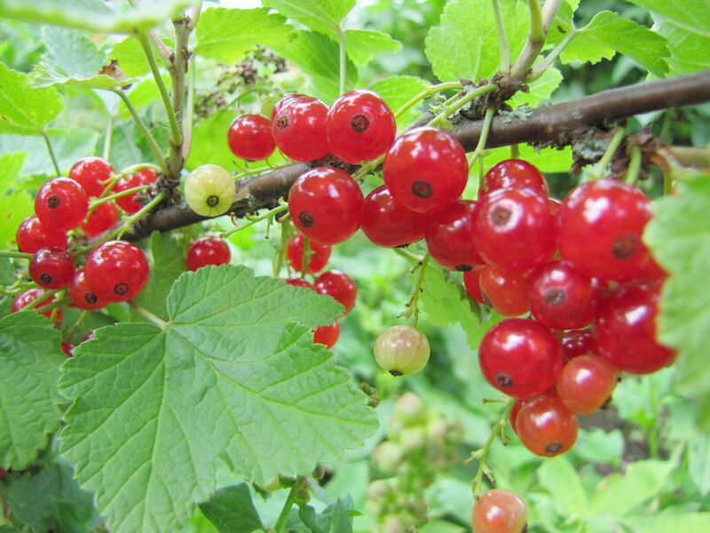 Datei:SG -Rote Ribisel reif.jpg