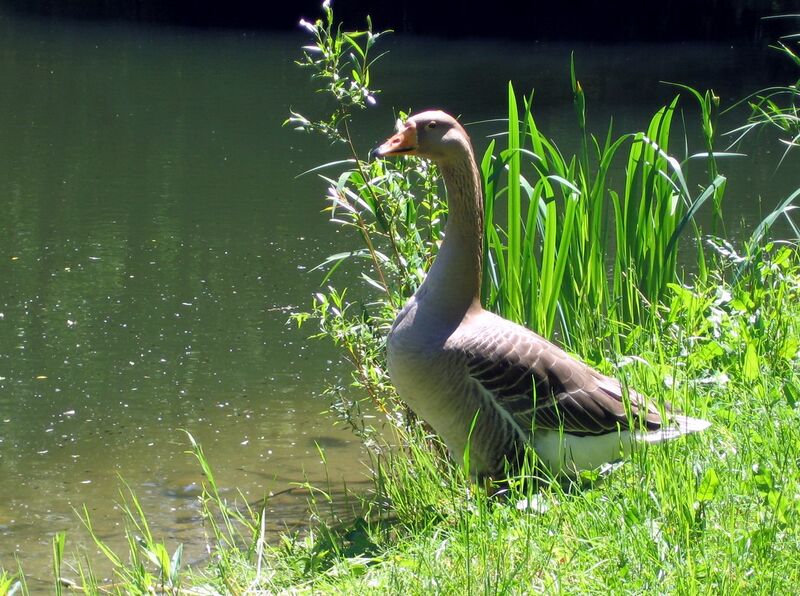 Datei:SG - Gans am Wasser.jpg