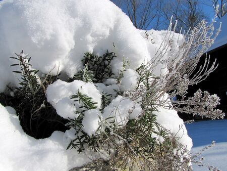 Würzkräuter auf dem "Kräuterdamm" - Winter