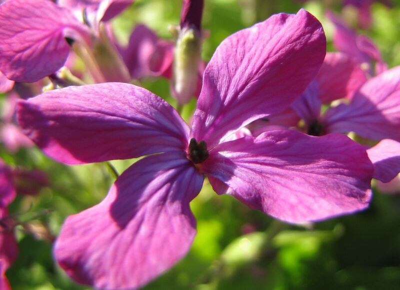 Datei:SG Silberblattblüte.jpg
