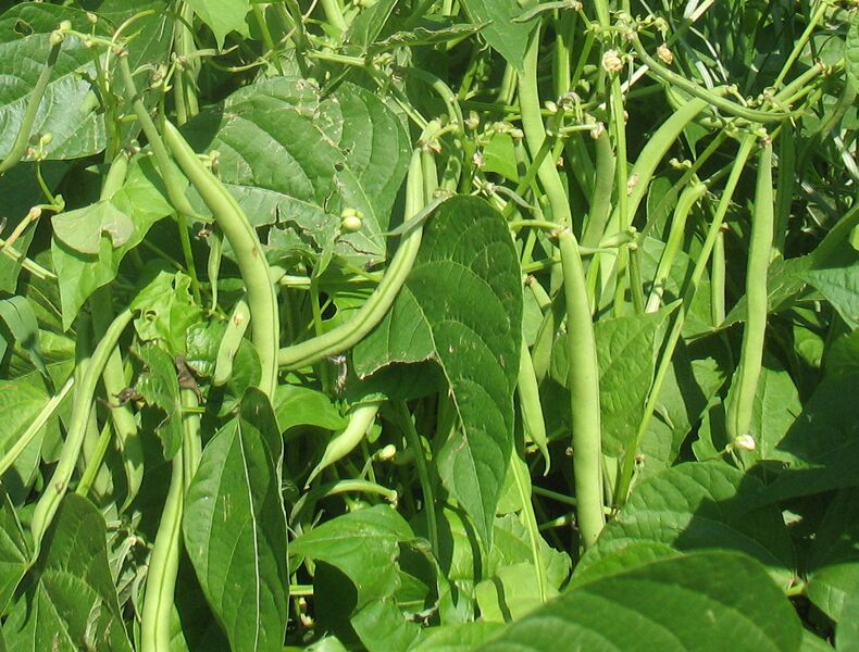 Datei:SG eigene Fisolen.jpg