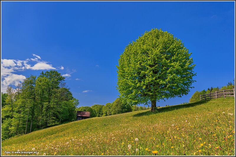 Datei:Schnaortlinde - Gasbühel.jpg
