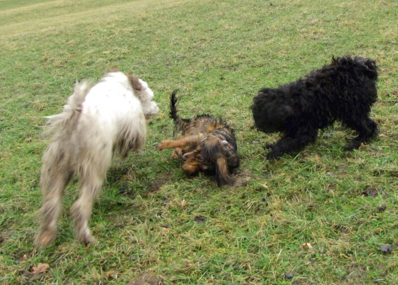 Datei:3 hunde Spiel.jpg