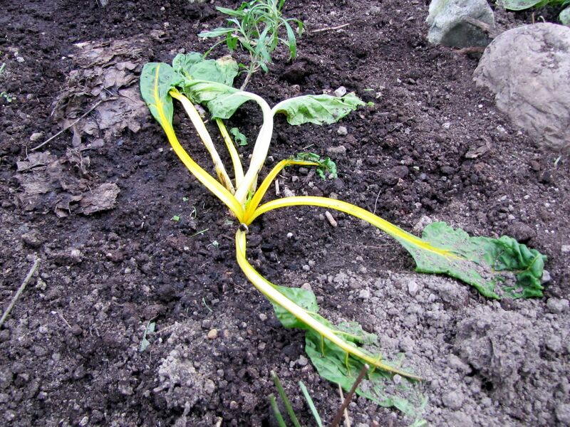 Datei:SG-Mangold frisch gesetzt.jpg