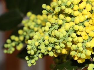 Mahonia Blüte - Verwandte der Berberitze