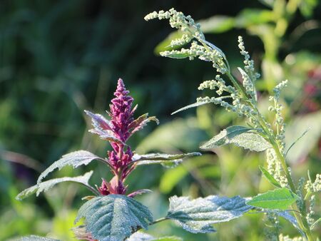 Magenta- und Ackermelde