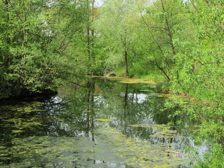 Steinschaler Teich - Südbereich
