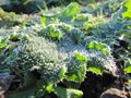 erster Reif im Naturgarten 2012