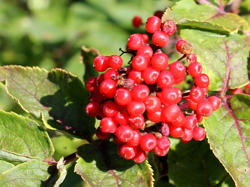 Datei:Roter Holler Sraube.JPG