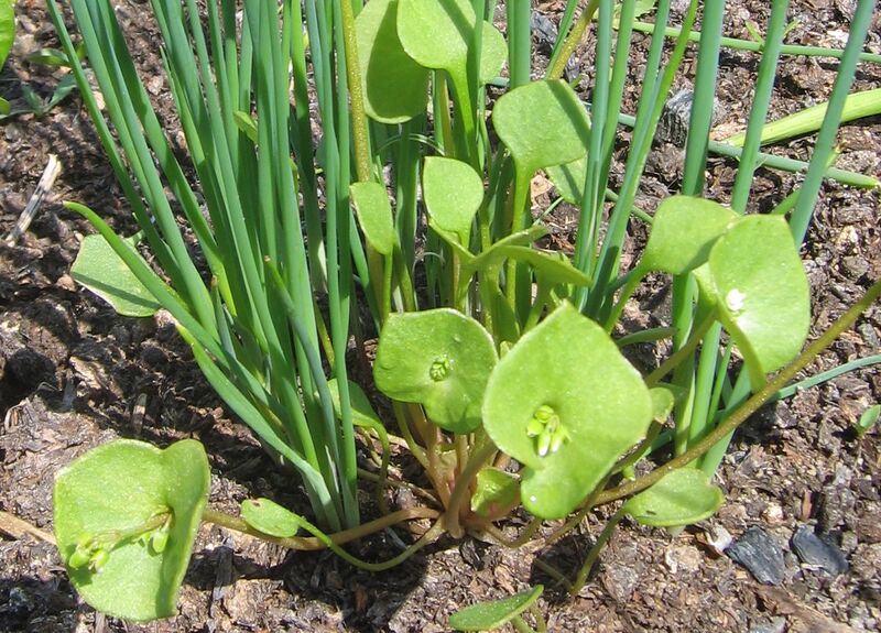 Datei:Portulak - Schnittlach.jpg