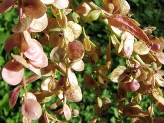 Samen der Grünen Melde