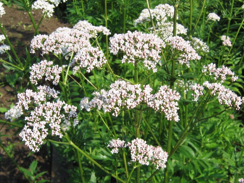 Datei:SG Baldrianblüten.jpg