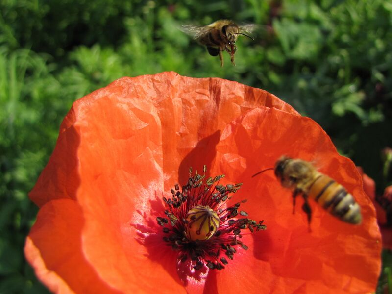 Datei:SG umschwärmter Mohn.jpg