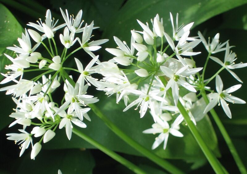 Datei:Bärlauchblüte einzeln.jpg