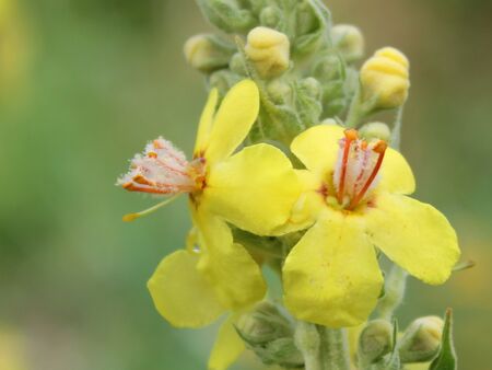 Königskerzenblüten