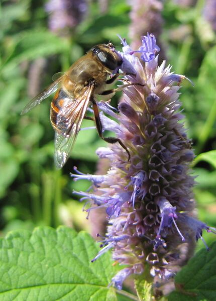 Datei:Biene auf Anis-Ysop.jpg