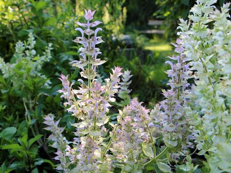 Muskatellersalbeiblüten