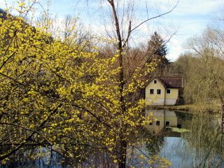 Dirndlblüte am Teich