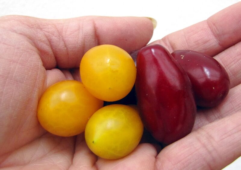 Datei:Dirndl Jollico und gelbe.jpg