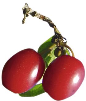 besonderers Augenmerk auf Dirndln in der Steinschaler Küche