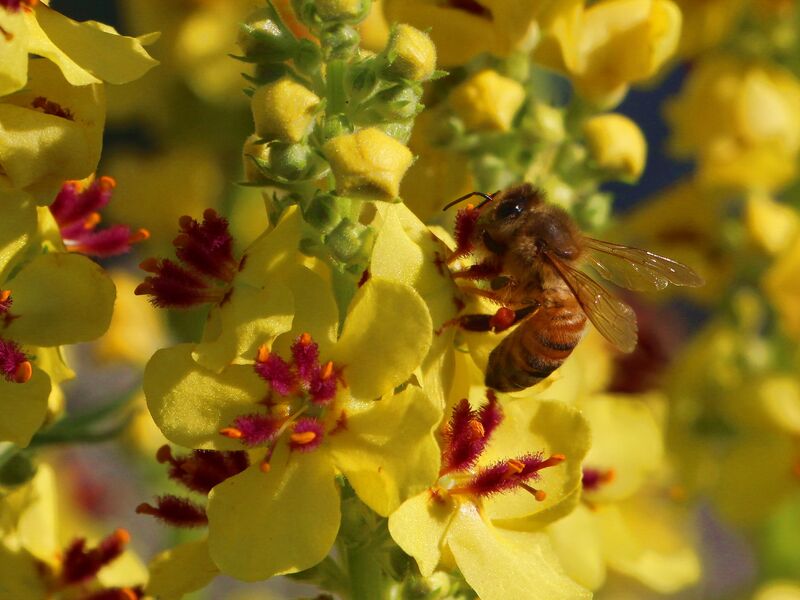 Datei:SG Königskerze Biene-2.jpg