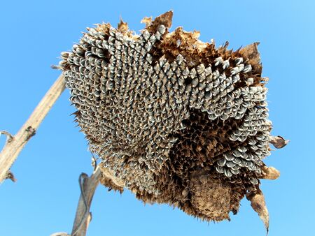 Sonnenblume im Spätwinter