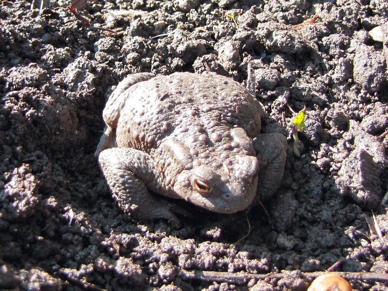 Datei:Erdkroete Frühjahr.jpg