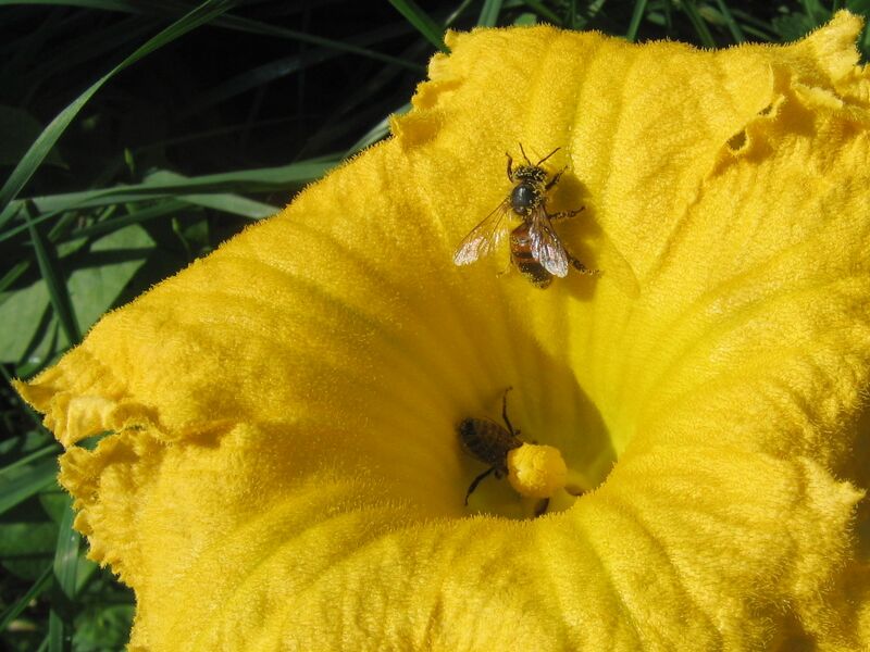 Datei:SG Kürbis Blüte.jpg