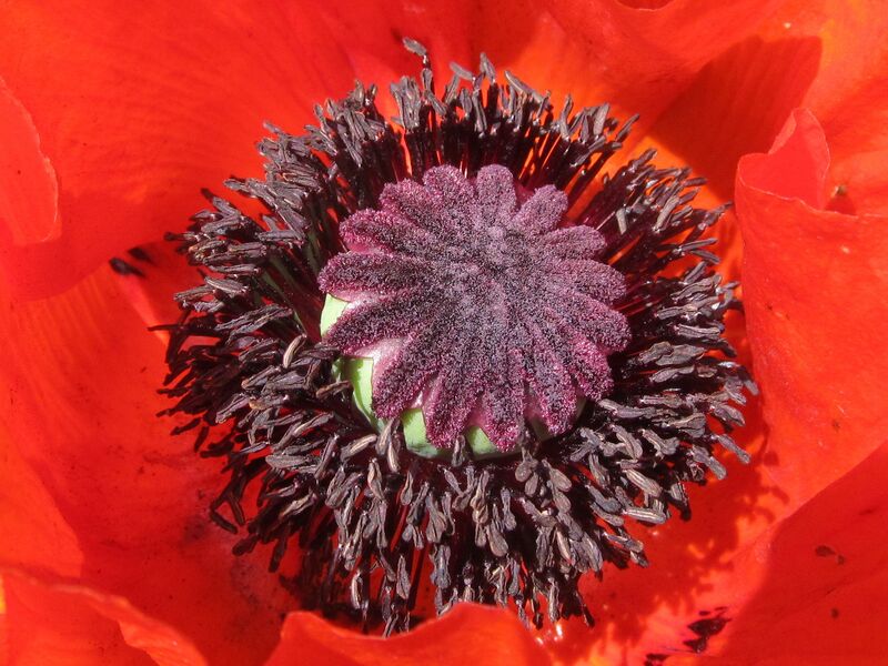 Datei:SG MohnStaubgefäse6.jpg