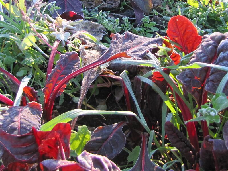 Datei:SG Rote Rüben Herbst.jpg