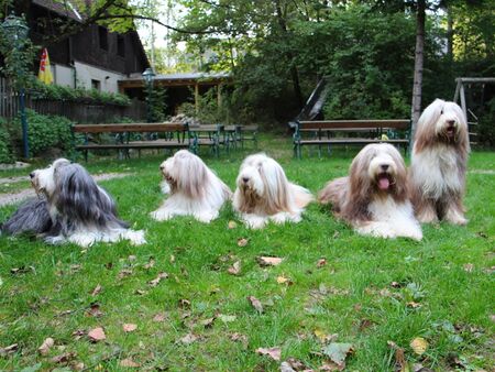 Bearded Colli Parade