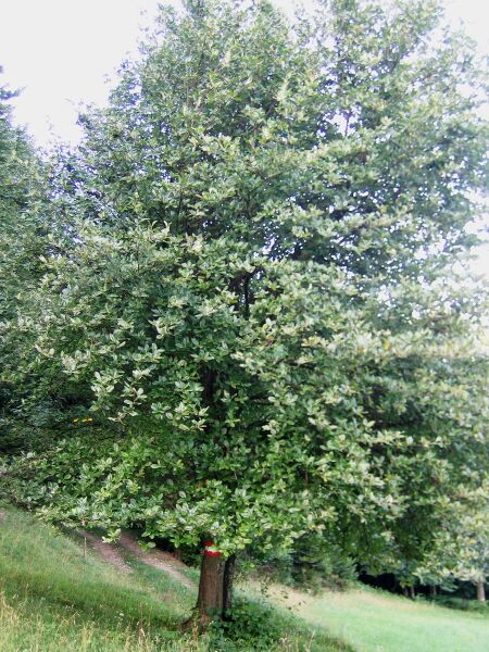 Datei:Mehlbeerbaum.jpg
