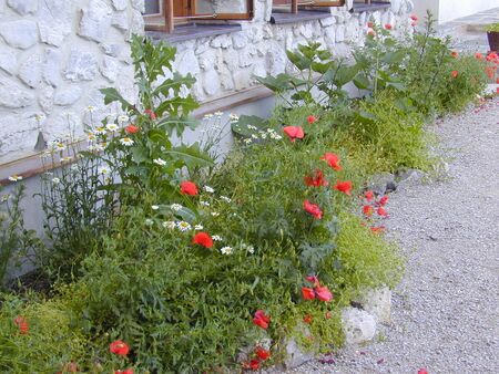 SD Mohn und Lattich vor Kellerstüberl