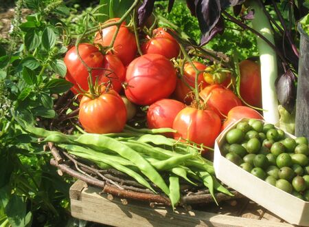 Ernte mit Paradeiser