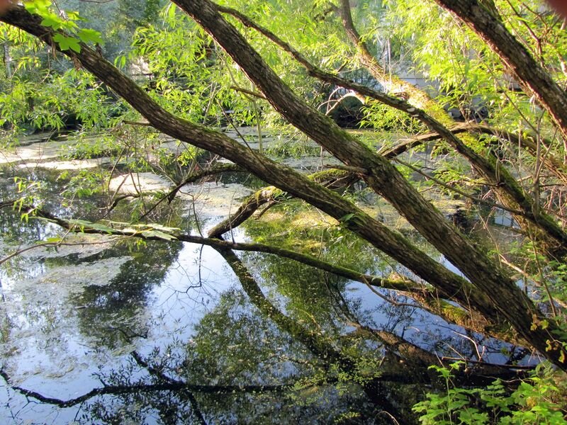 Datei:SG Naturteich.jpg