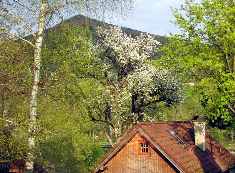 Datei:SH Marianhaus Blüter Birnbaum.jpg