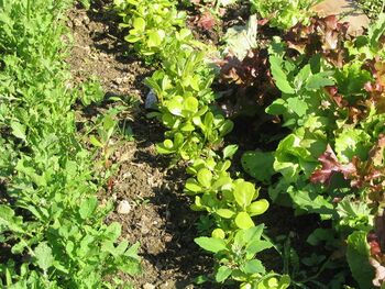 Im S-Garten: SG Portulak Ruccula und Melde