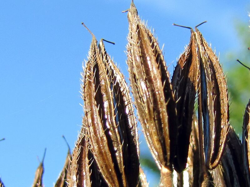Datei:SG reife Samen Süßdolde.jpg