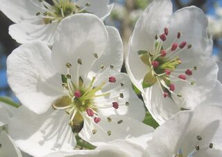 Späte Ostern sind zur Birnbaumblüte