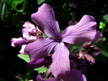 Violenblüte