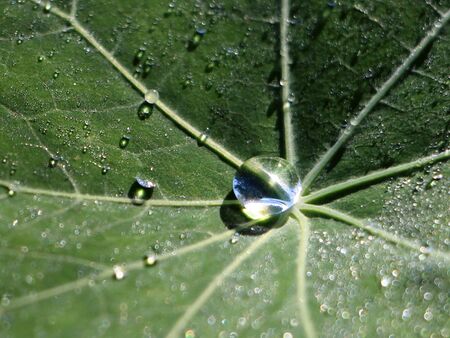 Lotuseffekt der Kapuzinerkresse