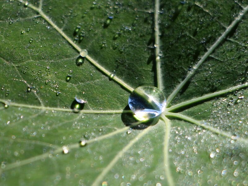 Datei:SG Lotuseffekt Kapuzinerkresse.JPG