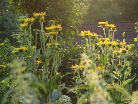 Abendstimmung Alantblüten